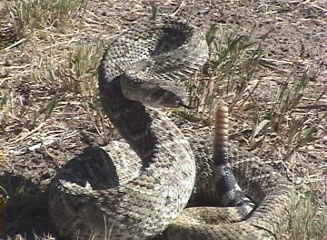 snake avoidance training